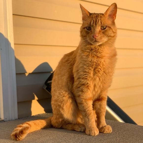 Meet your Posher, Allee - Picture 1 of 1